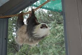 If you wanted a sloth, it's much easier. Featured Animals Hoffmann S Two Toed Sloth Cmzoo