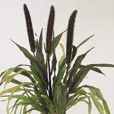 Ht 36″ —sun to part sun. Purple Baron Millet Pennisetum Glaucum Proven Winners
