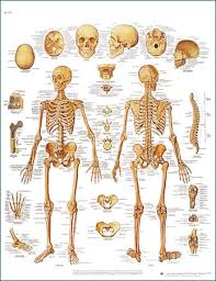 They are attached to the femur (thighbone), tibia (shinbone), and fibula (calf bone) by fibrous tissues called ligaments. 3113 08 Human Skeleton Denoyer Geppert Science Company