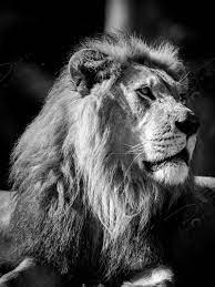 Fine Art Photo Print Black And White Lion Portrait Choose Etsy Fine Art Photo Prints Fine Art Photo Photography Prints Art