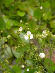 Image result for Caldesia parnassifolia
