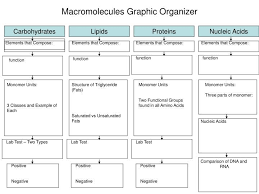 Macromolecules Graphic Organizer Biology Lessons Science