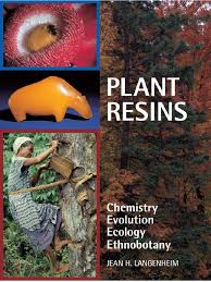 Image result for Tessmannia anomala