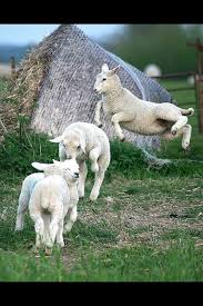 High Jump Training Animals Animals Beautiful Cute Baby Animals