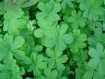 Image result for Alchemilla kiwuensis