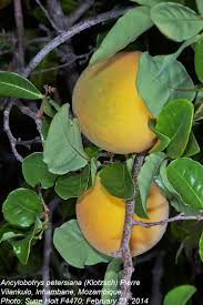 Image result for Ancylobothrys