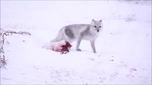 How fast can arctic foxes move? Arctic Fox And Red Fox Youtube