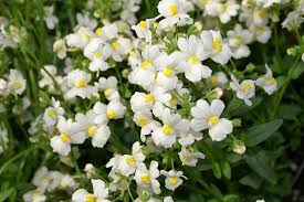 Image result for Nemesia fruticans