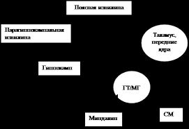 Commissure of the superior colliculus 8. Limbic System Its Structure And Functions