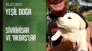 Sivrihisar Ve Akbas Coban Kopekleri Yesil Doga 16 07 2017 Pazar Youtube