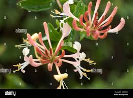 Image result for Caprifoliaceae