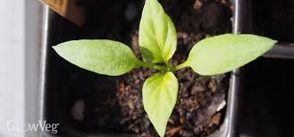 Check spelling or type a new query. 6 Ways To Tell Seedlings From Weedlings