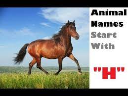 Investopedia's comprehensive list and definitions of business terms that start with 'h' Name An Animal That Starts With The Letter H Animal Names Nursery Learning Kids Corner Youtube