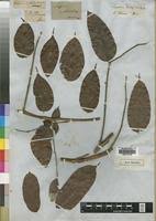 Image result for Pachylobus edulis