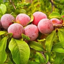Image result for prunus domestica renkloda althana