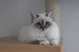 Sie möchten eine katze adoptieren? Home