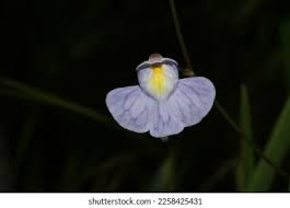 Image result for Utricularia welwitschii