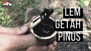 Cara membuat kendi pengertian kendi adalah tempat air seperti teko yang cara membuat kendi dan bahan membuat kendi berasal dari tanah liat. Cara Membuat Lem Dari Getah Pohon Pinus Indonesia Survival Blog Belajar Bertahan Hidup Di Alam Bebas