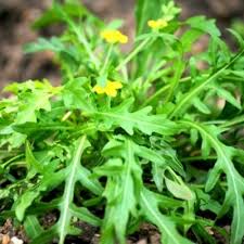 Image result for Diplotaxis tenuifolia