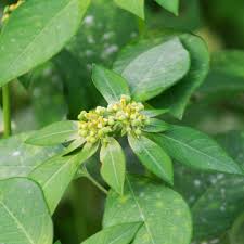 Image result for Euphorbia heterophylla