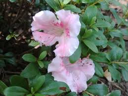 Check out our gumpo azalea selection for the very best in unique or custom, handmade pieces from our shops. Azalea Gardening In The Panhandle