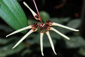 Image result for Bulbophyllum encephalodes