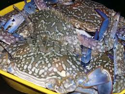 Kita ketahui, kereta penumpang milik pt. Sebelum Nak Beli Ini 8 Tip Nak Pilih Ketam Yang Segar Manis Banyak Isi Mingguan Wanita