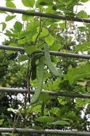 Image result for Canavalia gladiata