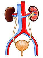 APARATO EXCRETOR