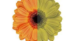 What do people with color blindness actually see? What It S Like To Be Color Blind Youtube