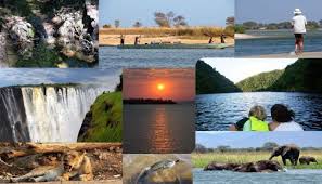 Image result for Dissotis glandulosa