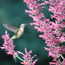 Native michigan flowers for hummingbirds. Desert Solstice Hummingbird Mint Agastache Desert Solstice High Country Gardens