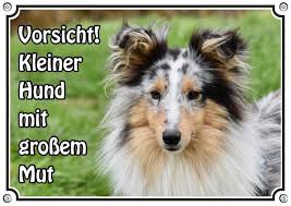 And some special dogs have one blue eye and one brown eye. Hundeschild Blue Merle Shetland Sheepdog Uv Bestandiges Warnschild Sheltie