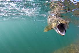 Solitude fishing nets are made of beautiful burled wood that sit light in the hand. Solitude Fly Company Fishing Flies And Hooks Distributor