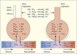 Calculating the dead space just as dead space wastes a fraction of the inhaled breath, dead space dilutes alveolar air during exhalation. Ventilation Clinical Gate