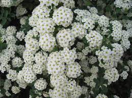 Bridal Bouquet Bush Bridal Bouquet Garden Landscape