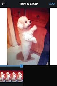 Probably your videos not fit instagram post format so it downsizes videos. How To Fit Videos On Instagram Without Cropping B C Guides