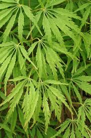 Check out our dwarf maple tree selection for the very best in unique or custom, handmade pieces from our craft supplies & tools shops. Buy Waterfall Japanese Maple Free Shipping Dwarf Weeping Green Japanese Maple Trees For Sale Online From Wilson Bros Gardens