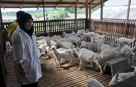 Tinggi cempe jantan ini sudah mencapai 65cm. Unisza Tawar Konsep Pawah Ternak Kambing Tenusu Jana Pendapatan Penternak Utusan Borneo Online