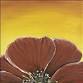 Sunrise Flower Series - Poppy