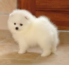 I Want One It S A Japanese Spitz Dog Breeds That Dont Shed Cute Animals Cute Baby Animals