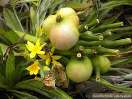 Image result for Crinum macowanii