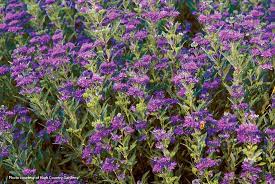 Plant A Garden Bed Deer Won T Eat In 2020 Garden Plants Plants Garden Beds