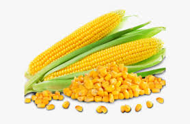 Find the perfect maize seed stock illustrations from getty images. Corn Png Transparent Images Maize Seeds Png Download Kindpng