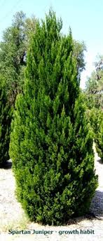 This evergreen tree has a conical growth habit. Spartan Juniper