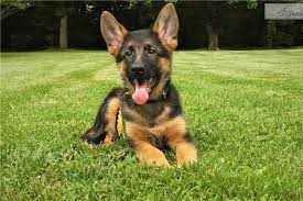 We breed & trial/show german shepherds and provide all breed dog training. Vom Buflod Yellow German Shepherd Puppy For Sale Near Cincinnati Ohio 278c97a4 E991