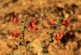 Image result for Kalaharia uncinata