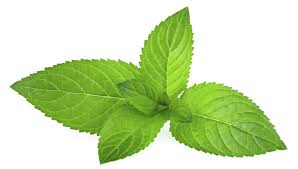 14 Tolle Verwendungsvorschlage Fur Frische Minze Frische Minze Minze Krauter