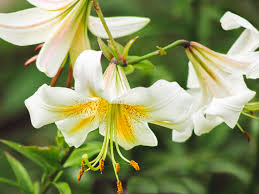 Up to 50 flowers can bloom on one stem. 14 Recommended Lily Varieties For Your Garden
