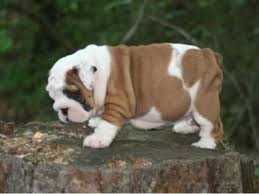 View english bulldogs who are available for adoption throughout the usa and canada. English Bulldog Puppies For Adoption English Bulldog Puppies Bulldog Puppies Puppy Adoption